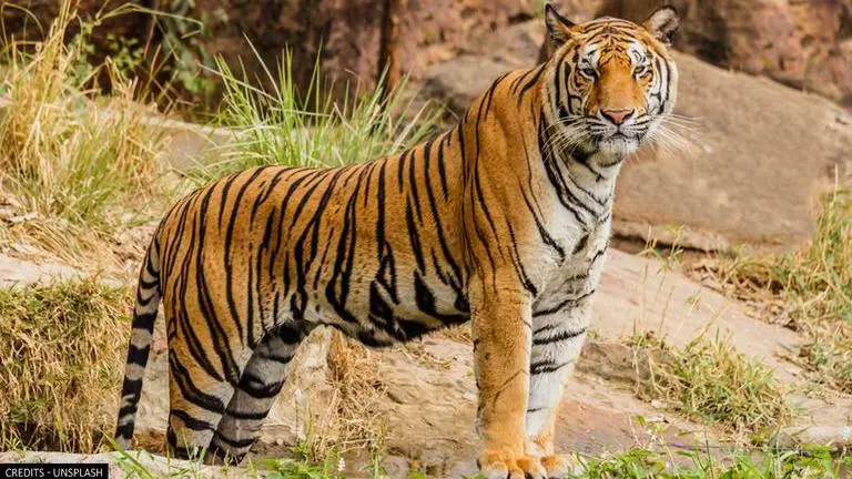 Guinness World Records: 25-year-old Bengali is world's oldest living tiger under captivity Tiger