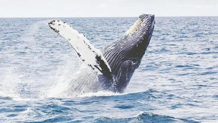 Blue Whales returning to Spain after 40 years, reasons still unknown: Reports Spain