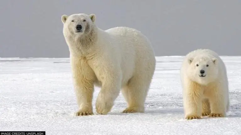 Climate change is forcing inbreeding among polar bears in the Arctic for survival: Study Climate change