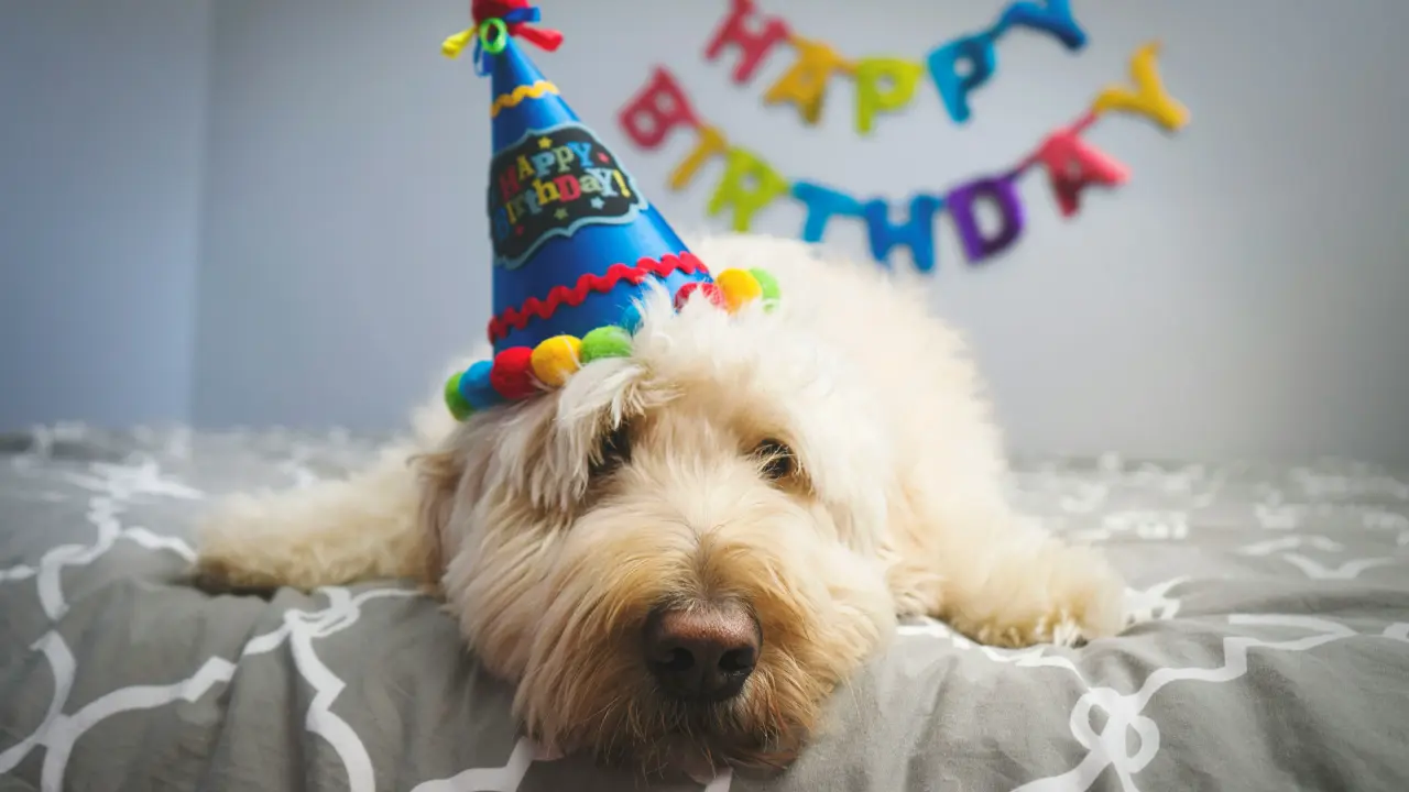Treat Your Furry Friends With These Paw-Some Ways To Celebrate Your Pet Dog’s Birthday
