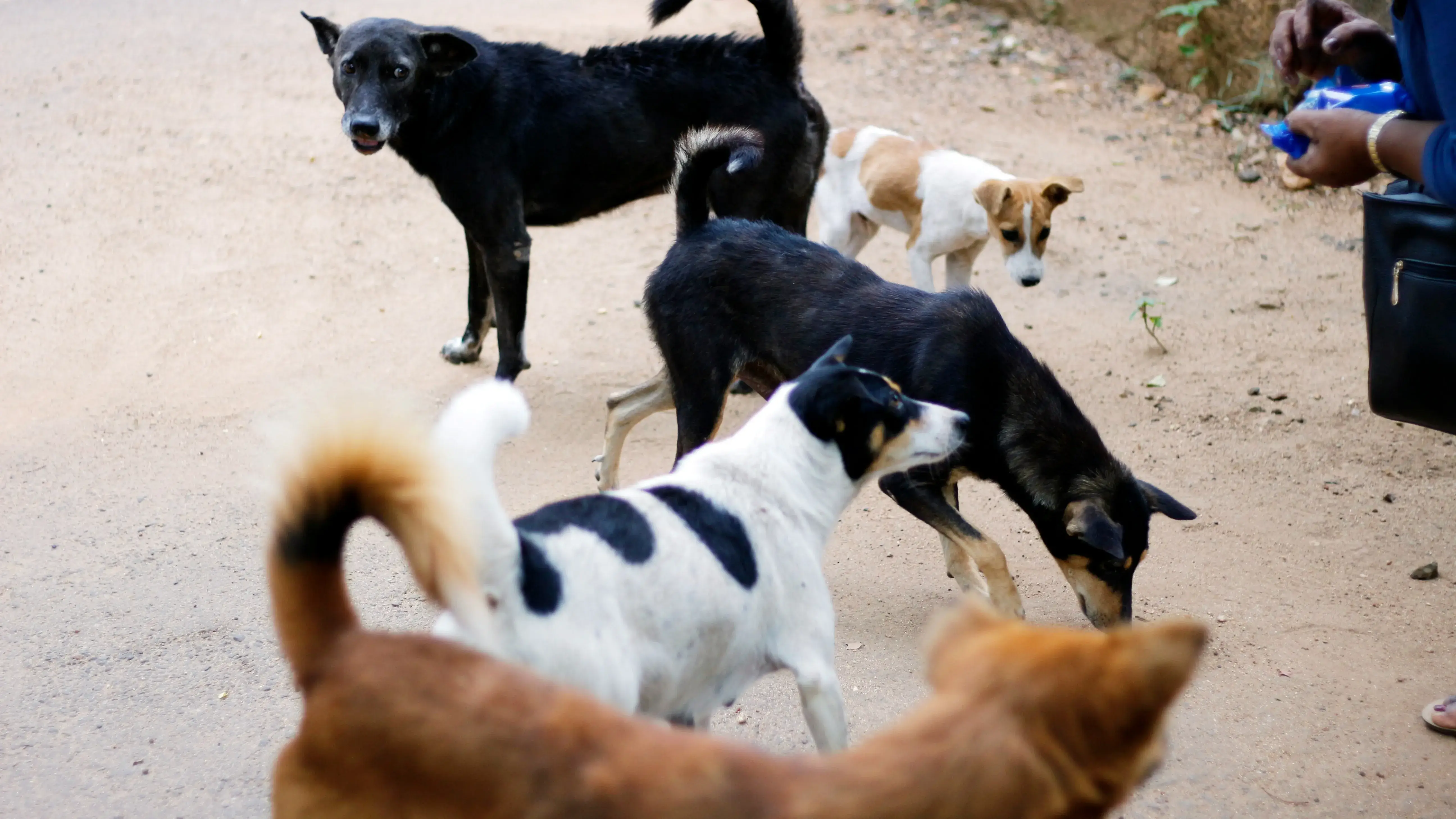 Dogs Stabbed in Delhi: PETA Announces Reward of Rs 50,000 for Leads ...