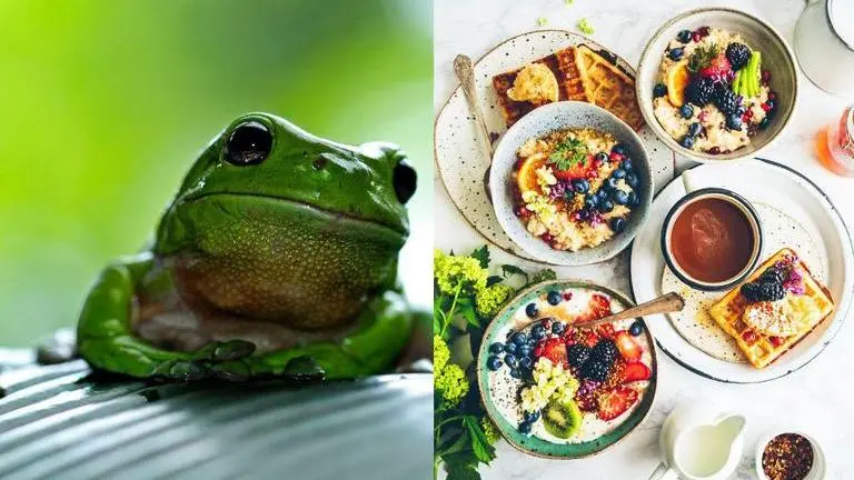 Why France's insatiable appetite for frogs' legs is troubling Vietnam and Indonesia frogs