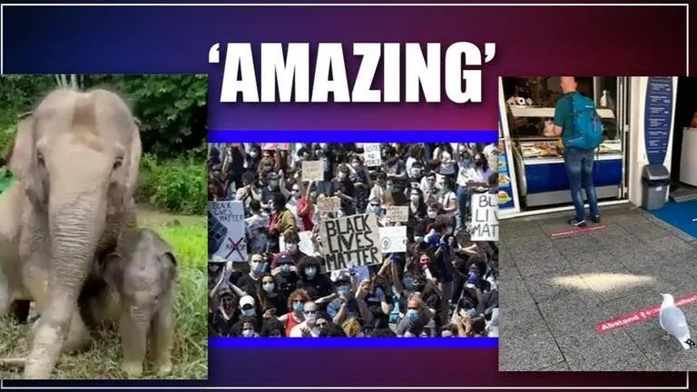 Good News: From Sikhs feeding protesters to shelter for dogs, 5 kind gestures across world Good News