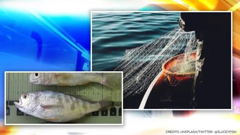 Balochistan fisherman catches rare 48-kg Atlantic croaker fish, sells for a whopping price Balochistan