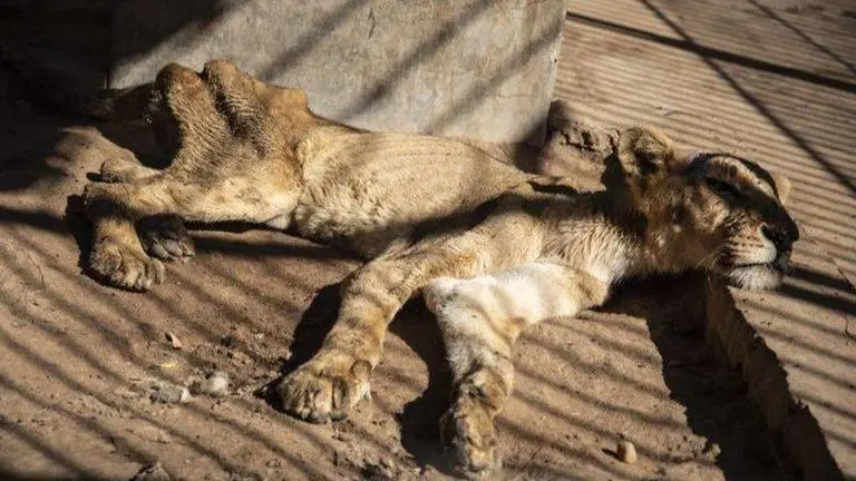 Lima Zoo receives food donations for animals