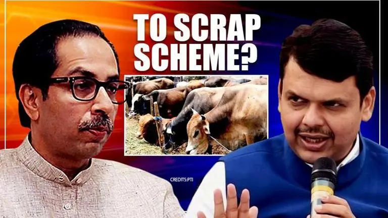 Uddhav govt to dump cow protection scheme initiated by Fadnavis' BJP-Sena regime: Sources MVA