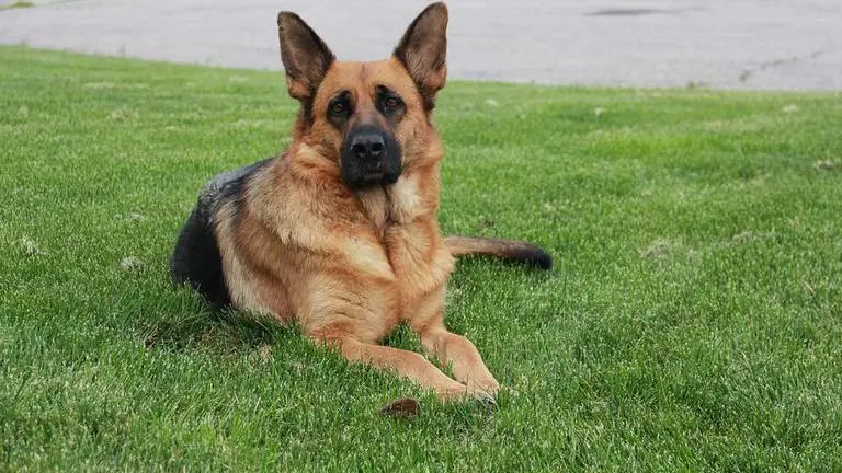 First US pet dog who tested positive for Coronavirus dies; Buddy was about to turn seven Coronavirus