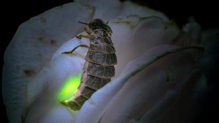 Study reveals white light hinders Glow-Worm mating, highlights impact of light pollution Glow Worm