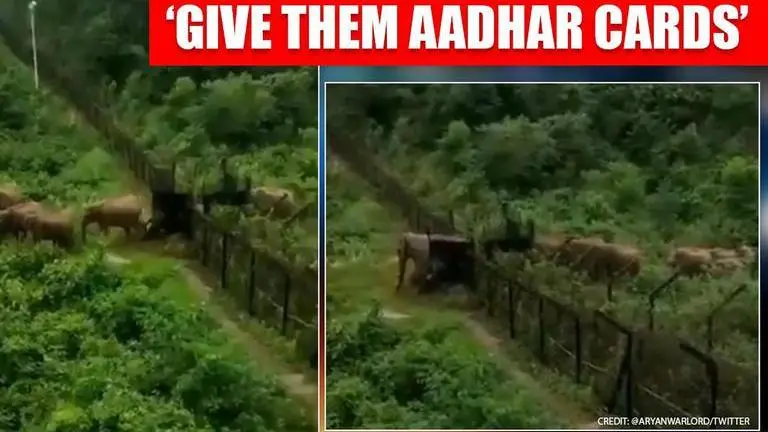 Video: Elephants 'illegally' cross India-Bangladesh border, netizens amused Elephants 'illegally' cross border to enter India, netizens ask for their citizenship