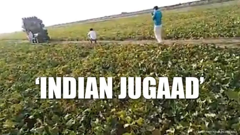 Video: Farmers use DJ and loud music to scare off locusts in Uttar Pradesh Farmers