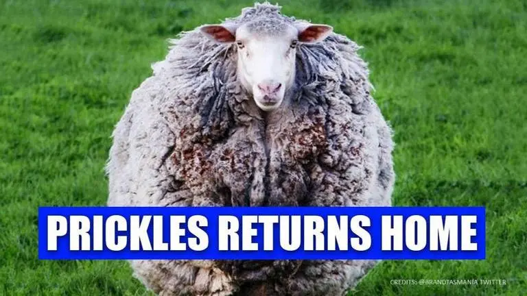 Australian bushfires