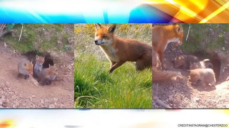 'Adorable': Mama fox and her tiny triplets win hearts; watch video Fox