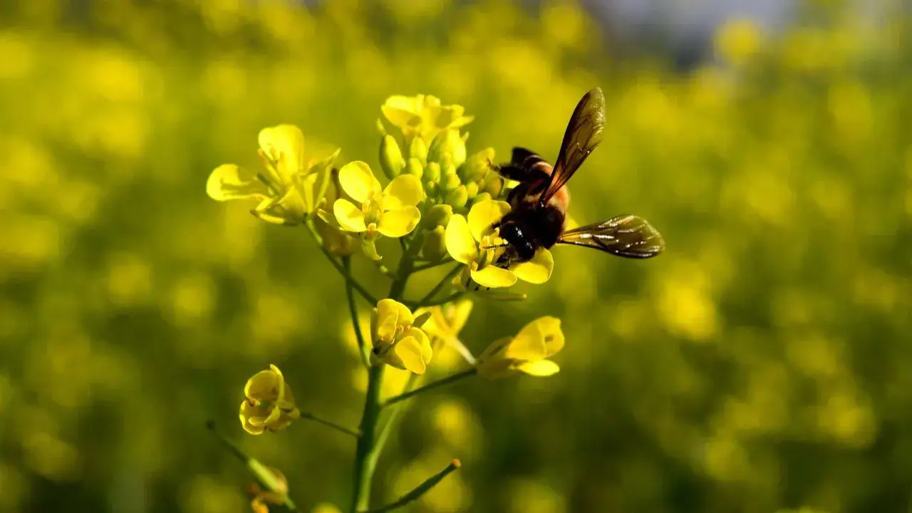 Description of the pic