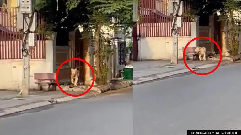 Cambodia ‘Pet’ lion returned to Chinese owner in July, spotted in streets of Phnom Penh lion