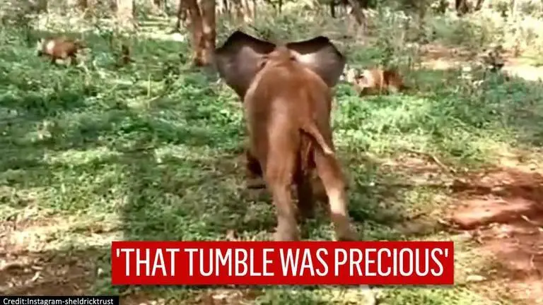 Video: Baby elephant takes tumble while chasing warthogs, netizens in awe of 'brave boy' elephant