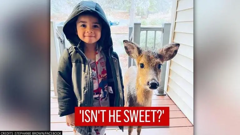 'Rare friendship': 4-year-old boy goes out to play, brings a deer back home 4-Year-Old