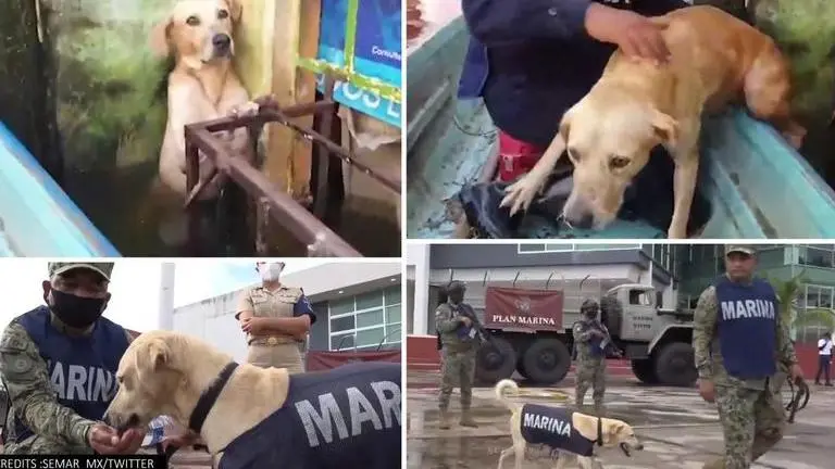 Mexico navy hires dog rescued from floods for search and rescue team, watch video Mexico: Navy hires dog rescued from flood, asks for name suggestions