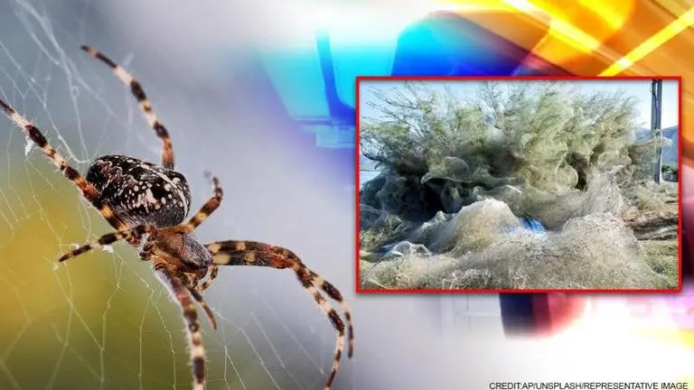 'Spider Apocalypse': Cobwebs blanket Australian landscape after floods spider apocalypse