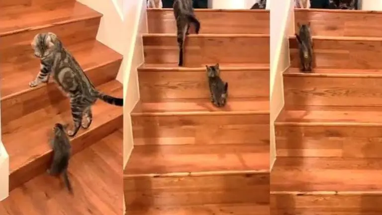 Adorable video of cat helping tiny kitten climb stairs wins internet; WATCH Cat