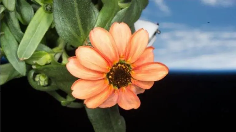 A sign of life? NASA shares mesmerising image of flower grown in space NASA