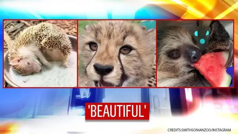 Best animal antics from 2020: Zoo shares adorable video of animals and their shenanigans animal antics from 2020
