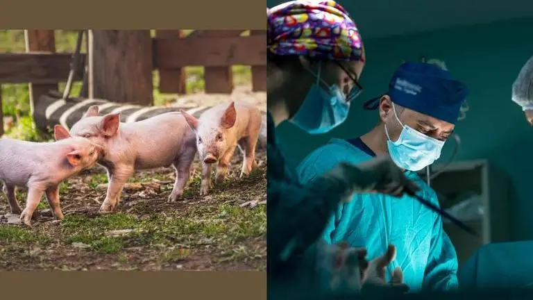 Pig heart transplants succeed in brain-dead recipients in US Pig heart transplants succeed in brain-dead recipients in US