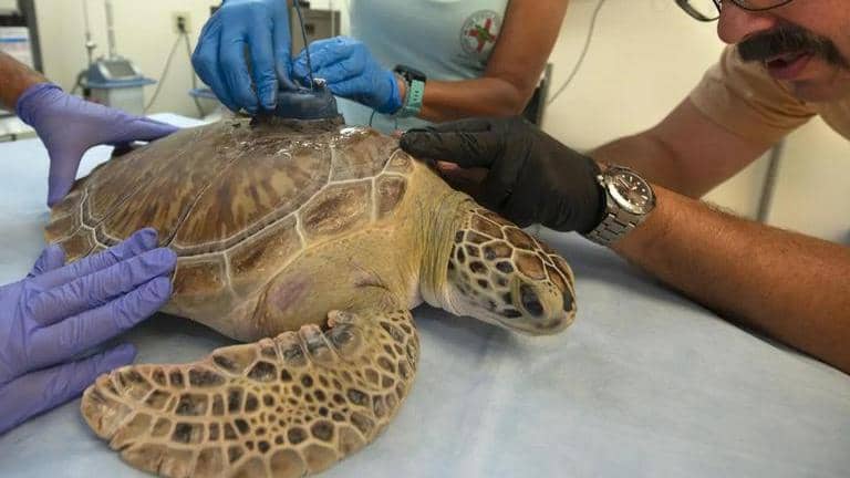 Pregnant turtle with fishing hook stuck inside mouth gets new lease of ...