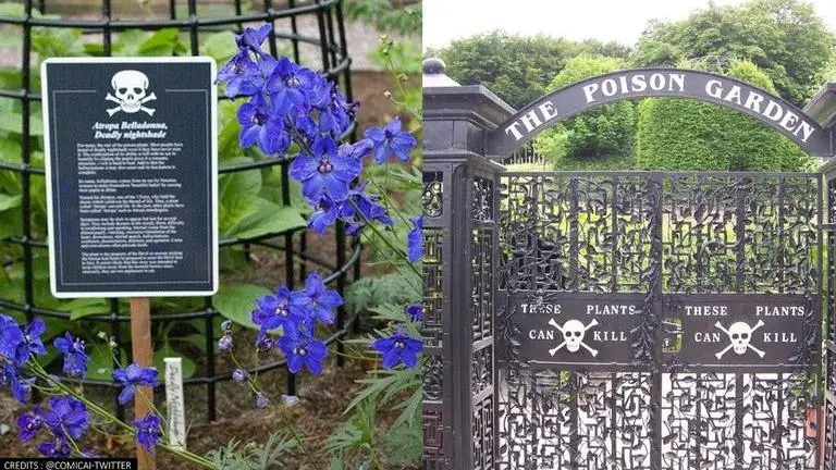 The Poison Garden in England has 100 various 'toxic, narcotics' plants that can kill you Poison Garden