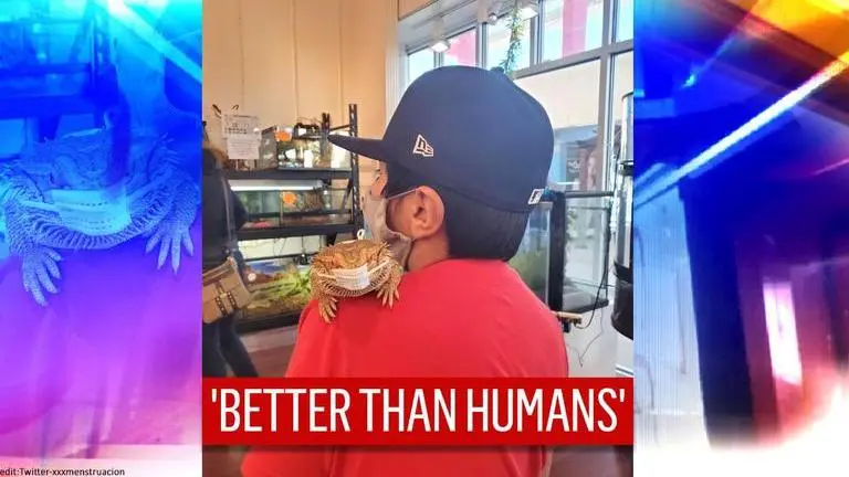 'Mask up!': Photo of iguana wearing face mask wins internet, netizens shares pics of pets 'Mask up!': Photo of pet iguana wearing face covering leaves internet impressed