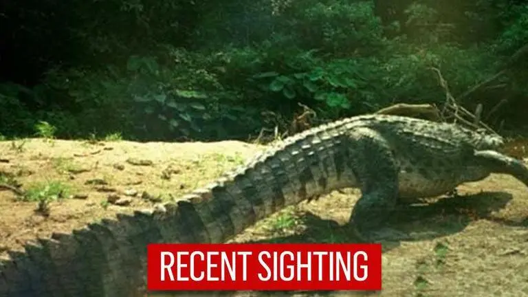 Critically endangered Siamese crocodile spotted in Thailand, conservationists elated Endangered crocodile spotted in Thailand, conservationists elated
