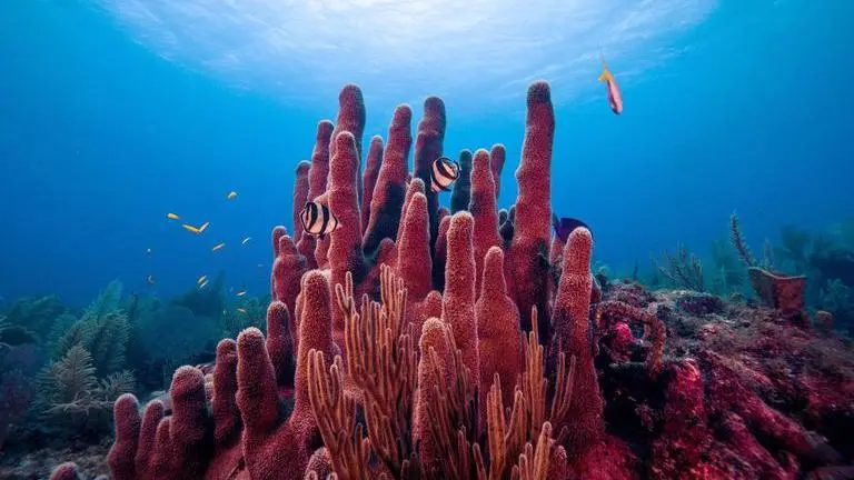 Researchers discover that coral species respond differently to ocean warming Image Credits: MIT.edu