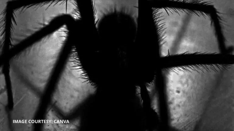 Viral: Brothers get themselves bit by venomous black widow spider to acquire 'Superpowers' Viral