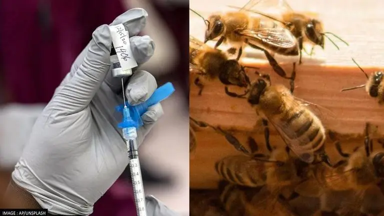 Honeybee vaccine: United States has approved world's first vaccine for honeybees vaccine