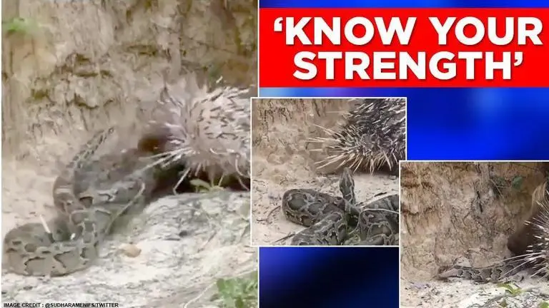 Video: Porcupine fights fierce battle with snake, uses quills to keep predator away Porcupine