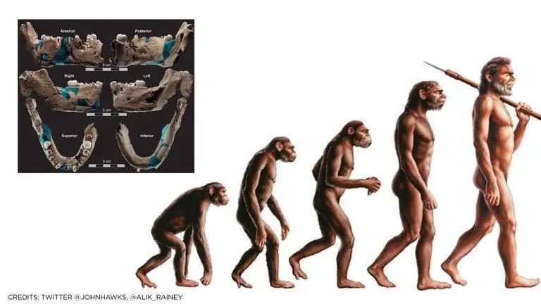 'Nesher Ramla Homo': Remains of previously unknown ancient human unearthed in Israel Nesher Ramla Homo