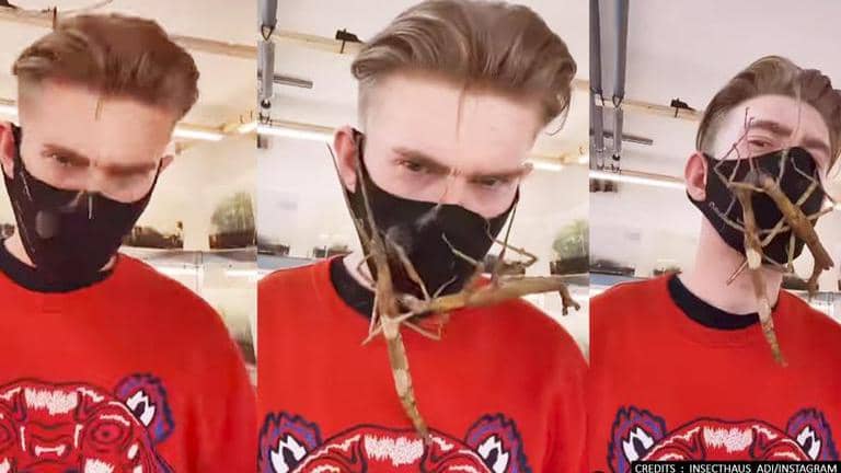 Viral video featuring big stick insects moving on a man’s face will ...