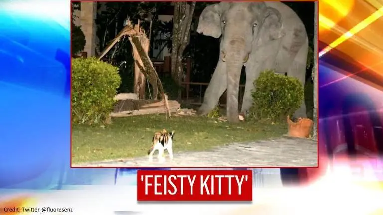 'Guard kitty': Pet cat chases off elephant trying to steal food from garden; watch video Pet Cat