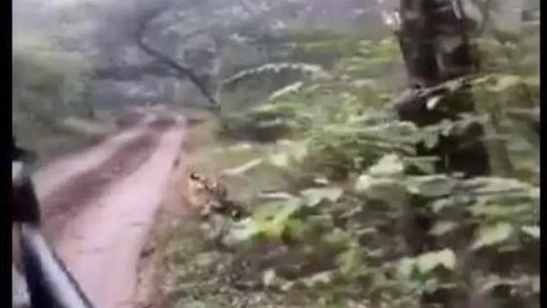 Tiger chases tourist safari jeep at Ranthambore National Park Tiger