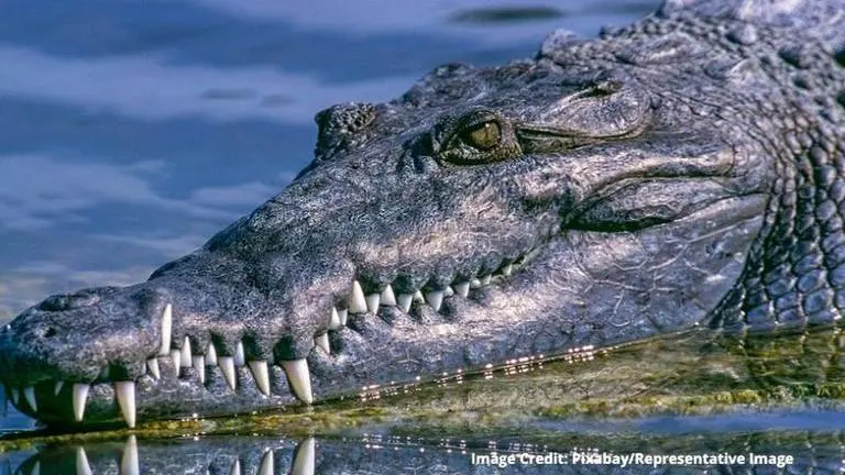 Zimbabwe: Woman saves her child from crocodile by blocking its nose Zimbabwe