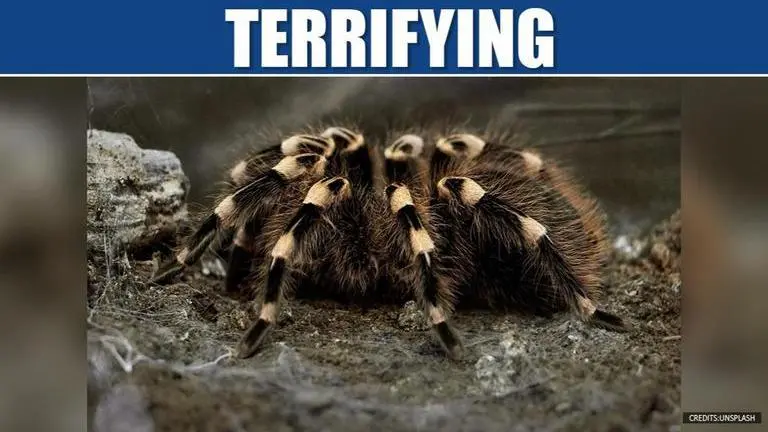 UK man discovers deadly Brazilian wandering spiders coming out of banana UK