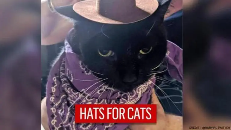'My kitty loves her hat': Tweet on reviews about cat hats sparks hilarious thread Viral cat video