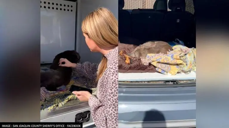 'Makes my heart melt': Dog reunites with owner after 12 yrs in US; netizens get emotional US