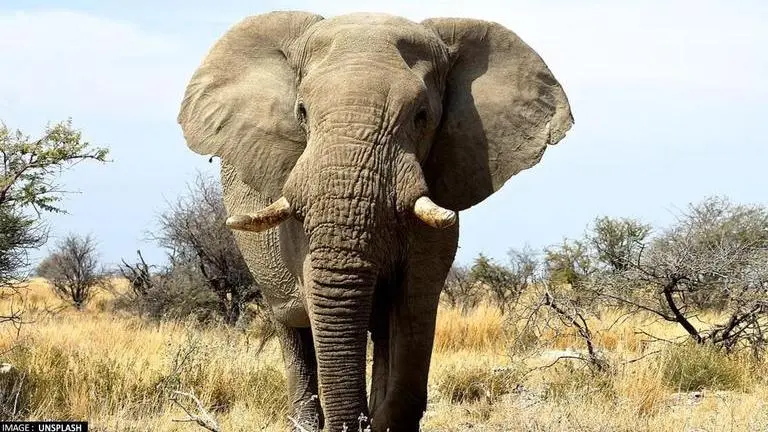 Karnataka: Elephant carrying howdah panics amid loud noises during Dasara celebrations Karnataka