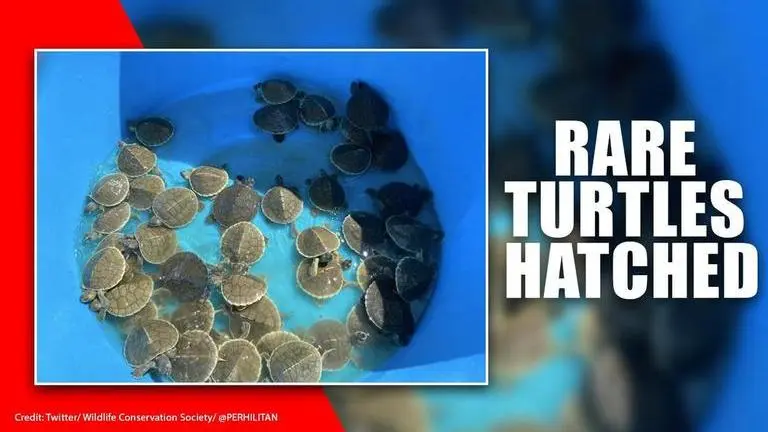 Cambodia: At least 23 endangered 'royal turtles' hatched in Koh Kong province Cambodia