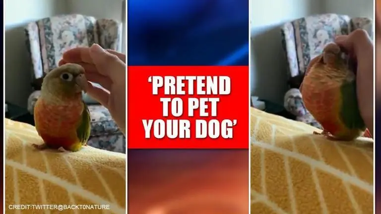 pretend to pet your dog