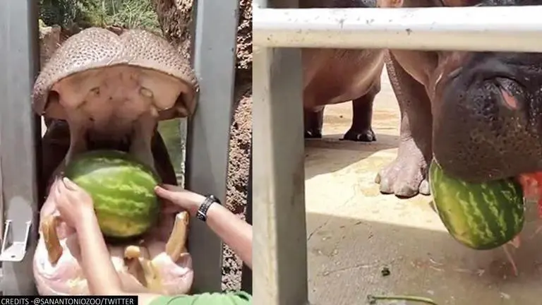 Watch: Hippo smashes watermelon and shares with buddy; video leaves netizens amazed Hippo