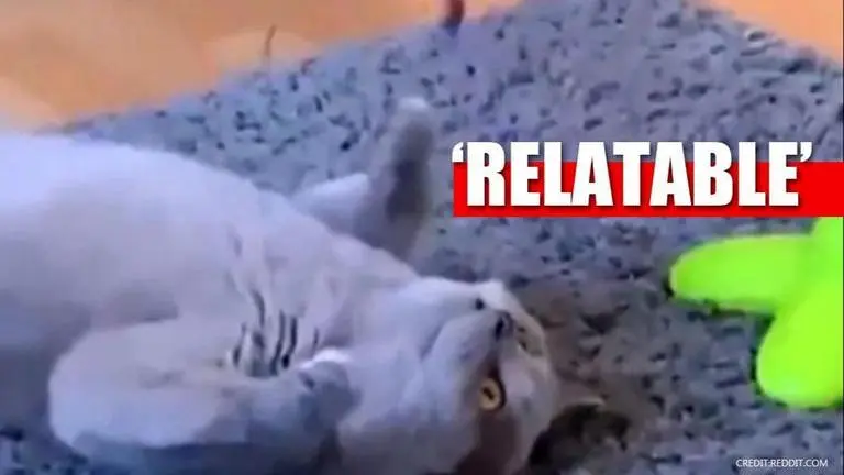 Cat's reaction to toy butterfly after eating catnip wins internet