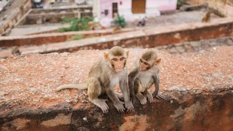 Thai authorities sterilise monkeys as they turn aggressive amid lockdown Thai