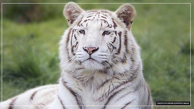 Eight-year-old white tiger dies of tumour at Nehru Zoological Park in ...