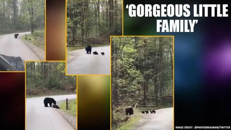Video of bear crossing road with its cubs is probably the cutest thing on internet today Video of bear and her four cubs crossing the road wins hearts